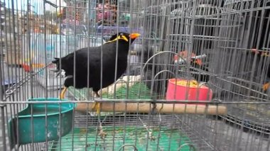 Kafesteki kuş, benim özgürlüğünü kaybetti