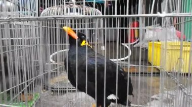 Kafesteki kuş, benim özgürlüğünü kaybetti