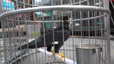 Kafesteki kuş, benim özgürlüğünü kaybetti