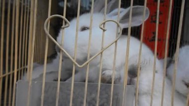 Küçük beyaz tavşan