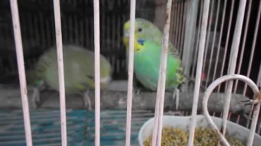 Kafesteki kuş, benim özgürlüğünü kaybetti