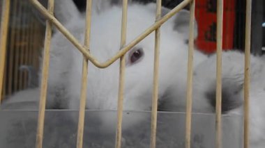 Küçük beyaz tavşan