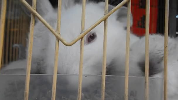 Le petit lapin blanc 