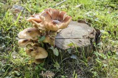 ormanda bir ağaç üzerinde olgunlaşmış mantar güdük