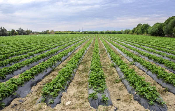 Strawberry plantation beautiful landscape — Stock Photo, Image