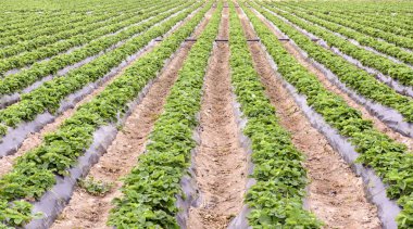 çilek ekimi güzel manzara