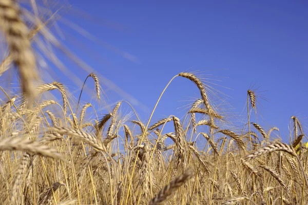 Grain field with ripe cereals — Stock Photo, Image
