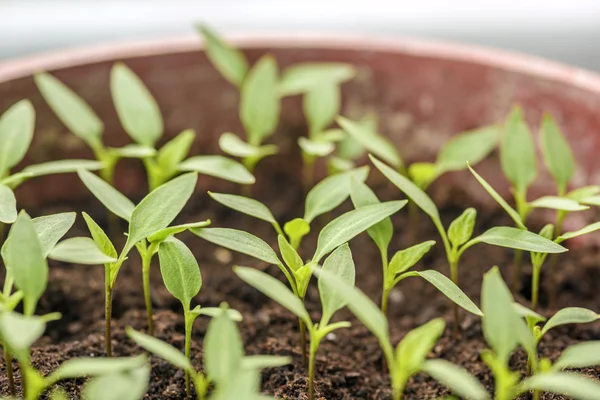 Pepper seedlings growing in a pots — Stock Photo, Image