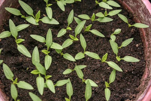 Pepper seedlings growing in a pots top view — Stock Photo, Image