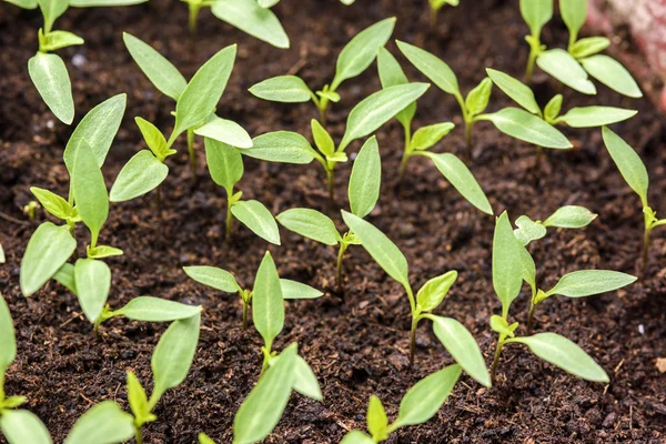 Pepper seedlings growing in a pots — Stock Photo, Image