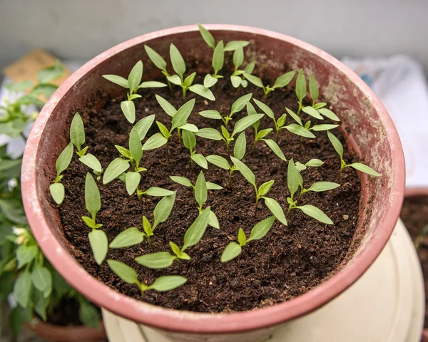 Pepper seedlings growing in a pots — Stock Photo, Image