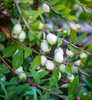 Myrtus, Hambeles meyveleri, botanik aromatik meyveler mersin ağaçlarında.