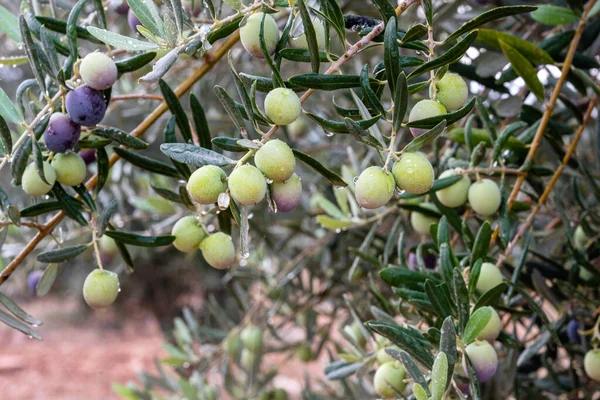 Olive Branch Olives Dripping Blurred Background Olive Concept — Stock Photo, Image