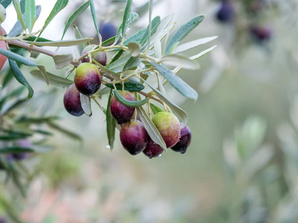 Olive Branch Olives Dripping Blurred Background Olive Concept — Stock Photo, Image