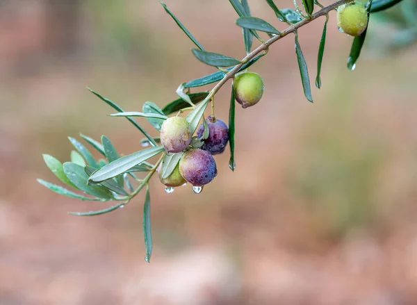 Olive Branch Olives Dripping Blurred Background Olive Concept — Stock Photo, Image