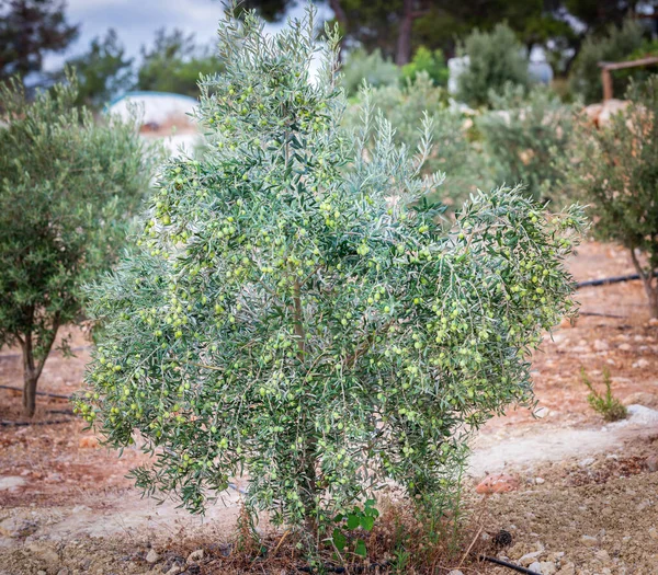 Olivová Větev Olivami Kapajícími Rozmazané Pozadí Olivový Koncept — Stock fotografie