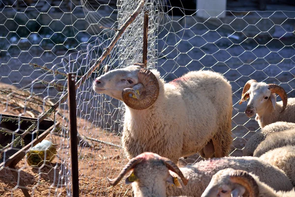 Πρόβατα στον αχυρώνα, πριν από τη γιορτή της θυσίας — Φωτογραφία Αρχείου