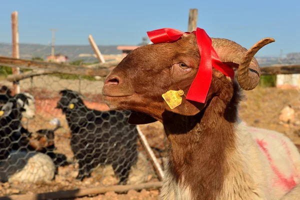 Ovelhas no celeiro antes da festa do sacrifício — Fotografia de Stock