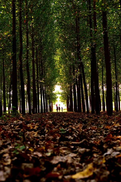 Barn promenader bland träden — Stockfoto