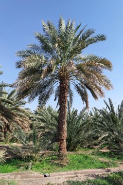Palmiye ağaçları