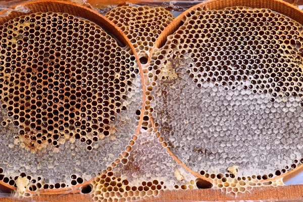 Fondo panal de abeja — Foto de Stock