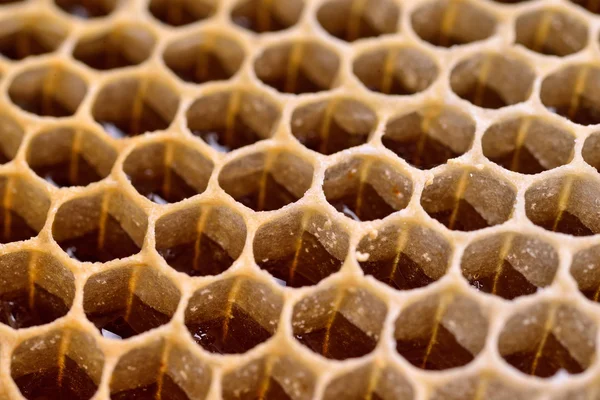 Células de favo de mel fundo natural — Fotografia de Stock