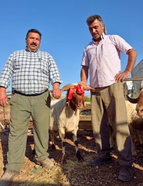 Kurbanlık Koç Satılık