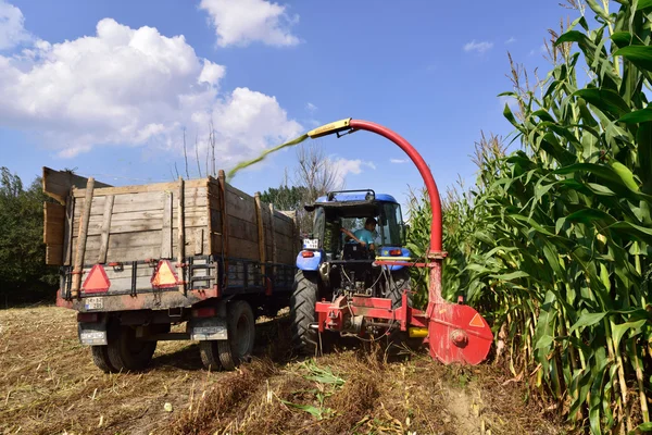 Tractor and trailer harvesting corn — Stock Photo, Image