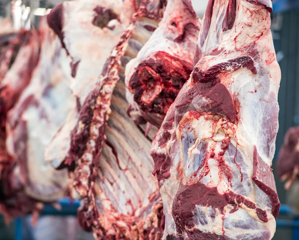 Vacas de matadouro, penduradas em ganchos — Fotografia de Stock