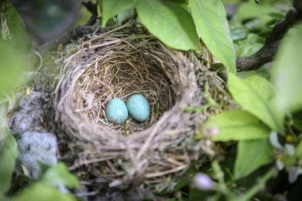 Nido de aves en rama de árbol con dos huevos azules dentro — Foto de Stock