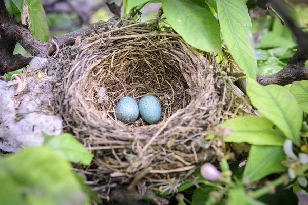 Nido de aves en rama de árbol con dos huevos azules dentro —  Fotos de Stock