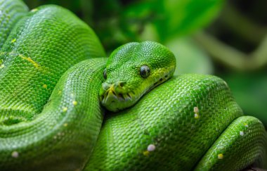 Close-up view of a green tree python clipart
