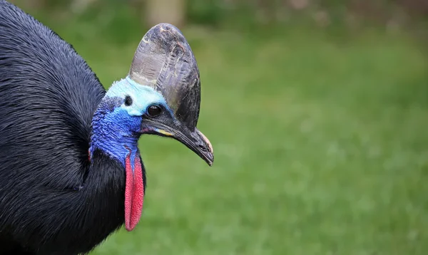 Närbild av en cassowary med kopia utrymme — Stockfoto