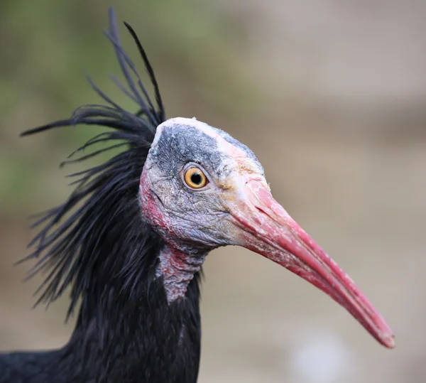 Närbild av en ung eremit Ibis — Stockfoto
