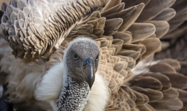 Närbild av en White-backed gam badar — Stockfoto