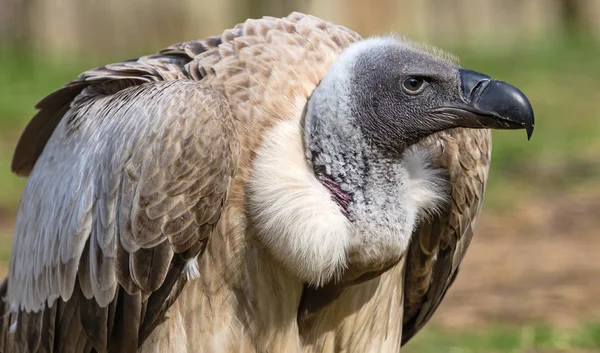 Nahaufnahme eines Geiers mit weißem Rücken — Stockfoto