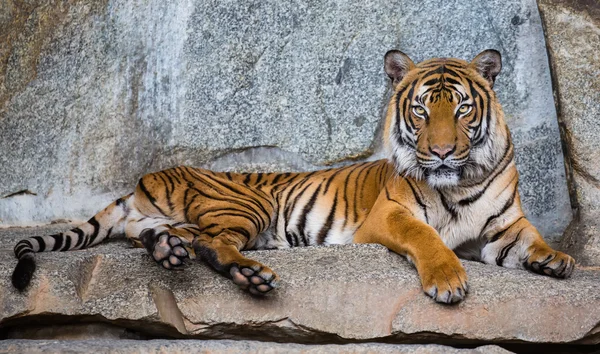 Vista da vicino di una tigre indocinese — Foto Stock