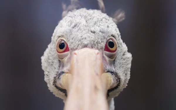 Close-up view of a pelican — Stock Photo, Image