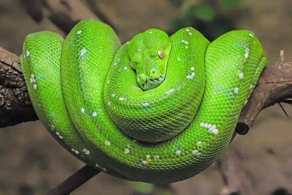 Vista de close-up de uma árvore verde python — Fotografia de Stock