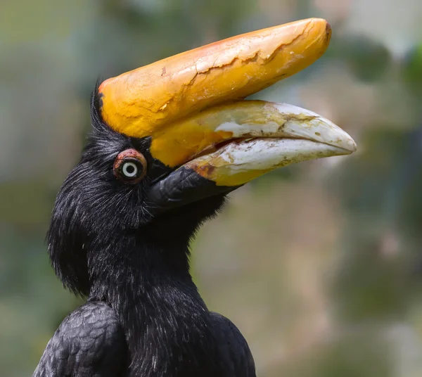 Close-up view of a female Rhinoceros hornbill — Stock Photo, Image