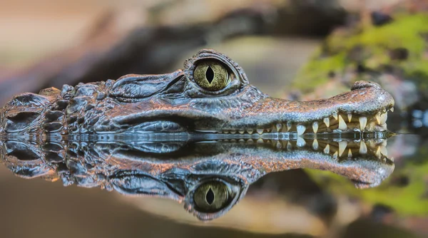 Vista de perto de um Caiman Espectacled — Fotografia de Stock