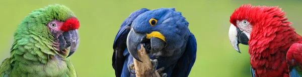 Kolorowe grupy Macaws — Zdjęcie stockowe