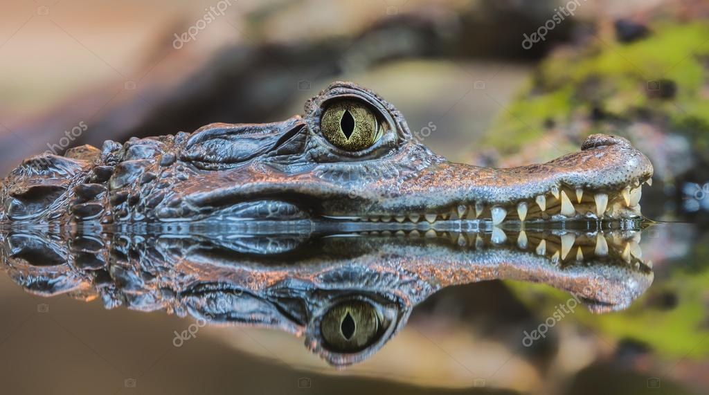 Closeup view of a Spectacled Caiman — Stock Photo © hdamke 115459310