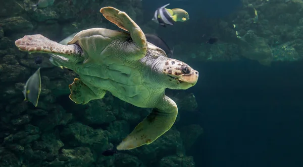 Nahaufnahme Einer Karettschildkröte Caretta Caretta lizenzfreie Stockbilder