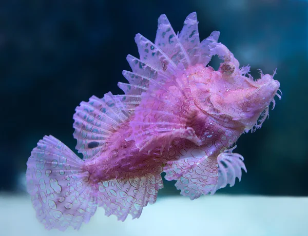 Nahaufnahme Eines Unkrautigen Skorpionfisches Rhinopias Frondosa Stockbild