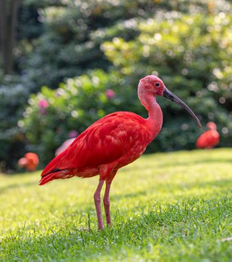 Bir Kızıl Ibis 'in portre görünümü (Eudocimus ruber)