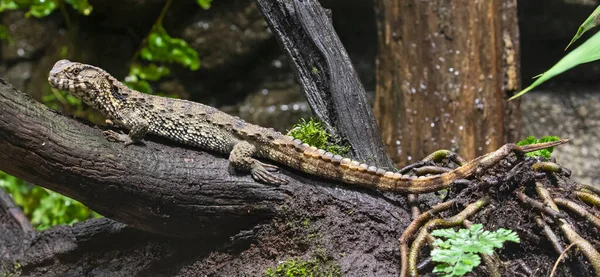 Nahaufnahme Einer Chinesischen Krokodilechse Shinisaurus Crocodilurus — Stockfoto