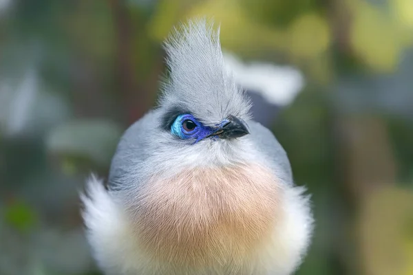 Närbild Crested Coua Coua Cristata — Stockfoto