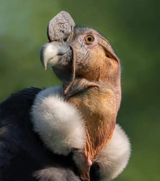 Крупный План Мужского Андского Кондора Vultur Gryphus — стоковое фото