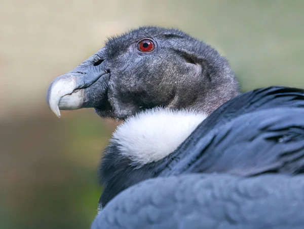 Vista Cerca Cóndor Andino Femenino Vultur Gryphus —  Fotos de Stock